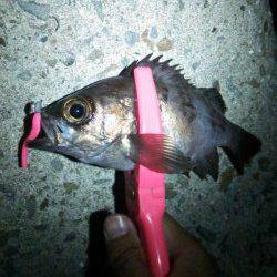 樽井漁港でアジング、アジとメバルの釣果