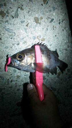 樽井漁港でアジング、アジとメバルの釣果