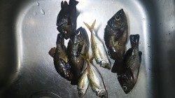 樽井漁港でアジング、アジとメバルの釣果