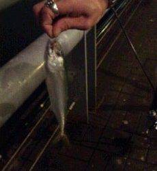 天保山でアジング～太刀魚もまわってきました！