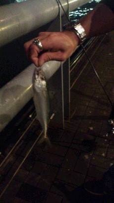 天保山でアジング～太刀魚もまわってきました！