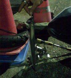 天保山でアジング～太刀魚もまわってきました！