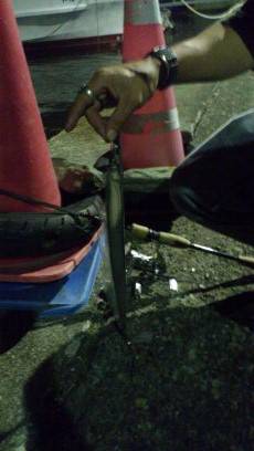 天保山でアジング～太刀魚もまわってきました…