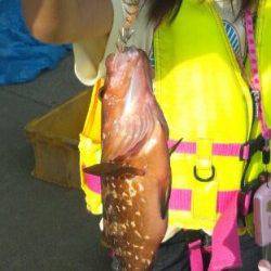 上瀬でのエギングでアコウとコウイカ