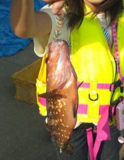 上瀬でのエギングでアコウとコウイカ