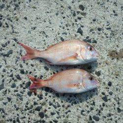 加太漁港投げ釣りでの釣果です