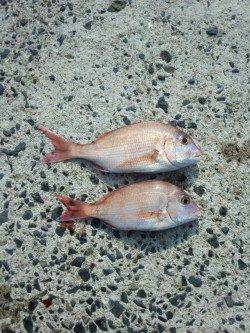 加太漁港投げ釣りでの釣果です