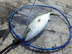 翼港でノマセ釣り　苦労してツバス・メジロGET★