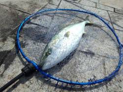 翼港でノマセ釣り　苦労してツバス・メジロG…