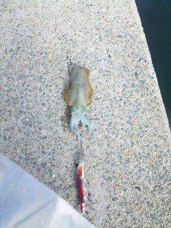 姫路のアオリイカ、まだまだ新子サイズ