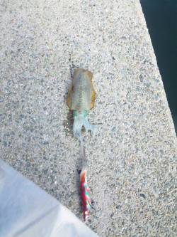 姫路のアオリイカ、まだまだ新子サイズ