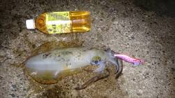 竹野でナイトエギング、MAXサイズ21cm…