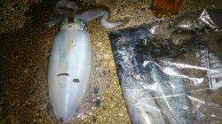 竹野でナイトエギング、MAXサイズ21cm