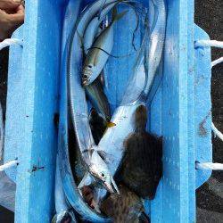 兵庫突堤で太刀魚釣り　快釣です♪