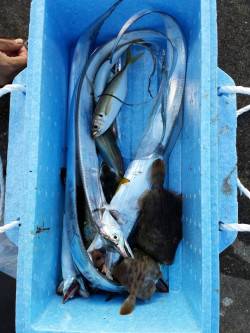 兵庫突堤で太刀魚釣り　快釣です♪