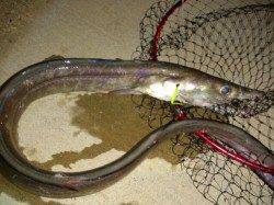 育波の漁港でアジング　なんとハモが釣れました！