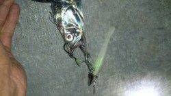 舞洲ワインド釣行　短時間で楽しめました♪