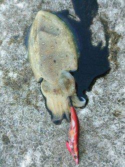 カンパリレッド3.5号でコウイカゲット(^-^)/