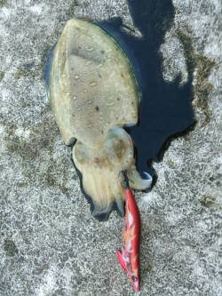 カンパリレッド3.5号でコウイカゲット(^…