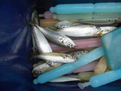 【雨の南港海釣り公園】アジ、ガシラにベラ釣…