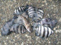 雨ですがアジ他釣れています　in 南港海釣り公園