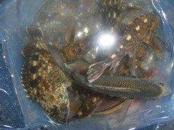 雨ですがアジ他釣れています　in 南港海釣り公園