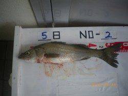 姫路市立遊漁センター、活アジでハネ☆他さびきアジ釣果など