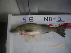 姫路市立遊漁センター、活アジでハネ☆他さび…