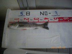 姫路市立遊漁センター、活アジでハネ☆他さびきアジ釣果など