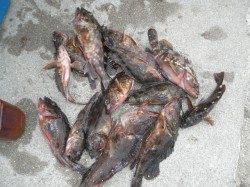 本日ガシラが良く釣れていました、南港海釣り公園