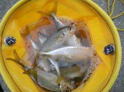 本日ガシラが良く釣れていました、南港海釣り公園