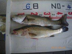 姫路市立遊漁センター、今日は50cmＵＰのハネが上がってます