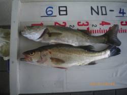 姫路市立遊漁センター、今日は50cmＵＰの…