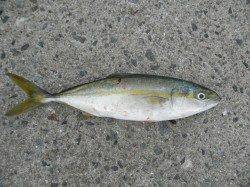 南港海釣り公園、のませでツバスなどの釣果☆