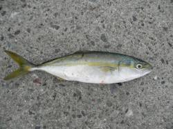 南港海釣り公園、のませでツバスなどの釣果☆…