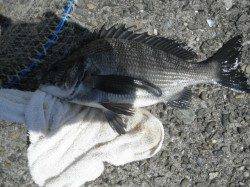 南港海釣り公園、のませでツバスなどの釣果☆