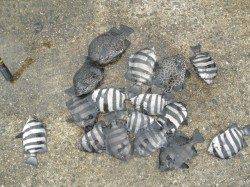 南港海釣り公園　アジ・イワシにサンバソウなどの釣果も