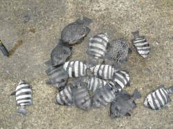 南港海釣り公園　アジ・イワシにサンバソウな…