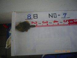 姫路市立遊漁センター、探り釣りでイシガキダイも釣れています