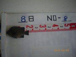 姫路市立遊漁センター、探り釣りでイシガキダイも釣れています