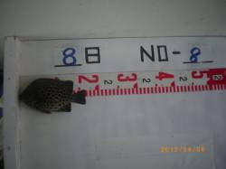 姫路市立遊漁センター、探り釣りでイシガキダ…