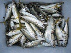 大阪南港海釣り公園、サビキ好調・今期初お目見え”タチウオ”