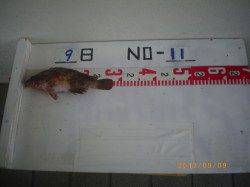 姫路市立遊漁センターでアコウ28cm　エサはシラサ