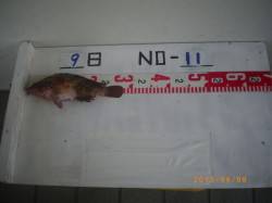 姫路市立遊漁センターでアコウ28cm　エサ…