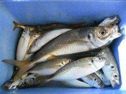 アジ、園内合計2000匹！大阪南港海釣り公園