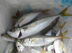 【タチウオは現れず…】大阪南港海釣り公園でアジ