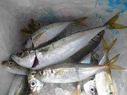 【タチウオは現れず...】大阪南港海釣り公…