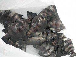 【タチウオは現れず…】大阪南港海釣り公園でアジ