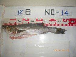 アジをエサにハネをゲット　姫路市立遊漁センター