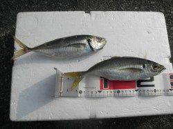 【まだまだ暑い一日です】南港海釣り公園でアジ・ガシラ